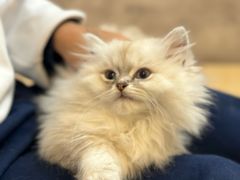 -猫咪派对(江南西店)