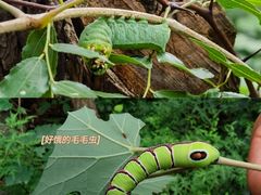 -北京西山国家森林公园