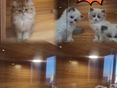 -猫十亿·布偶金渐层·曼基康矮脚猫舍(青年路店)