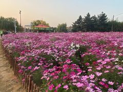 -羊亭河湿地公园