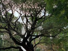 -九龙公园