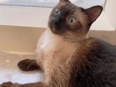 -猫力发电所·宠物专门店