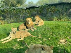 -北京野生动物园