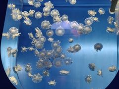 -左海海底世界