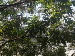 -羚羊峡古栈道森林公园