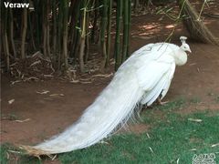 -昆明动物园