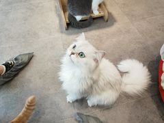 -飞行喵MR PILOT|猫舍·猫咖(静安大融城店)