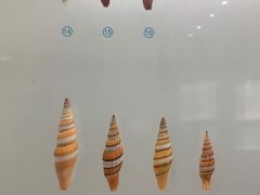 -青岛贝壳博物馆