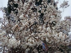 -成都蒲江花样年福朋喜来登度假酒店·宜客乐西餐厅