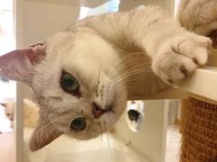 -猫域·湾主题猫咖·宠物吧(南坪城市广场店)