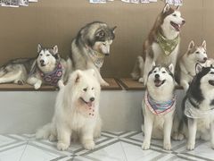 -星多哈·狗咖·拼豆·咖啡