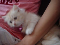 -Sirena海妖日咖夜酒