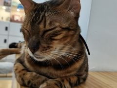 -李小姐の猫咖啡馆(五角场店)
