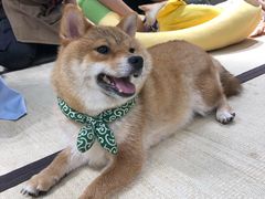-逗柴咖啡屋·狗咖猫咖宠物桌游
