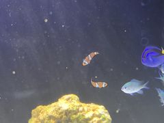 -苏州艺都古玩花鸟市场