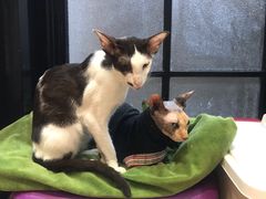 -猫色咖啡·猫咖