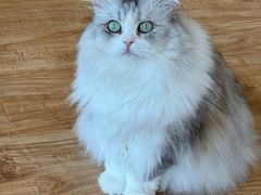 -猫小主咖啡·猫咖cat cafe(福田店)