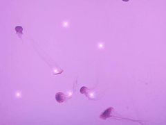 -沈阳海洋探索中心