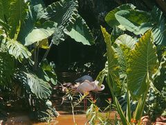 -海南热带野生动植物园