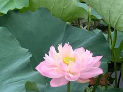 -荷塘月色湿地公园·向阳花洲