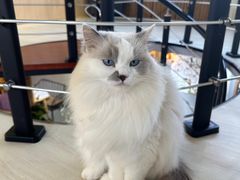 -豆逗聊愈猫阁Easy Life