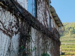 -中国茶叶博物馆(双峰馆区)