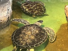 -重庆欢乐海底世界