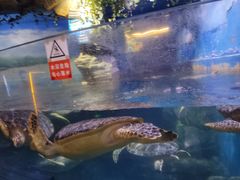 -烟台海昌鲸鲨海洋公园