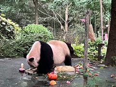 -都江堰中华大熊猫苑