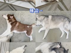 -星多哈·狗咖·拼豆·咖啡