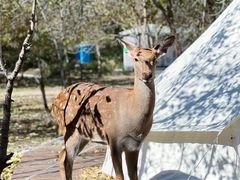 -安德鲁户外烧烤帐篷营地(马泉营店)