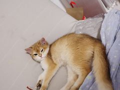 -喵百万·布偶·蓝金金渐层英短·猫舍(百子湾店)