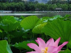 -莲花池公园
