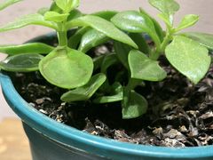 -梁溪河畔·吉府花园(南长街南下塘店)