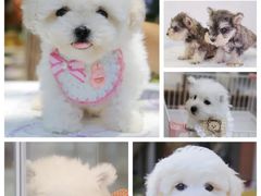 -翊宠yipet猫狗购宠庄园犬舍•猫舍