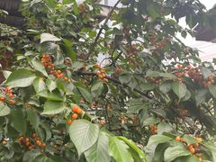 -云里小坐·小院里·团建·宴请·下午茶(三圣乡店)
