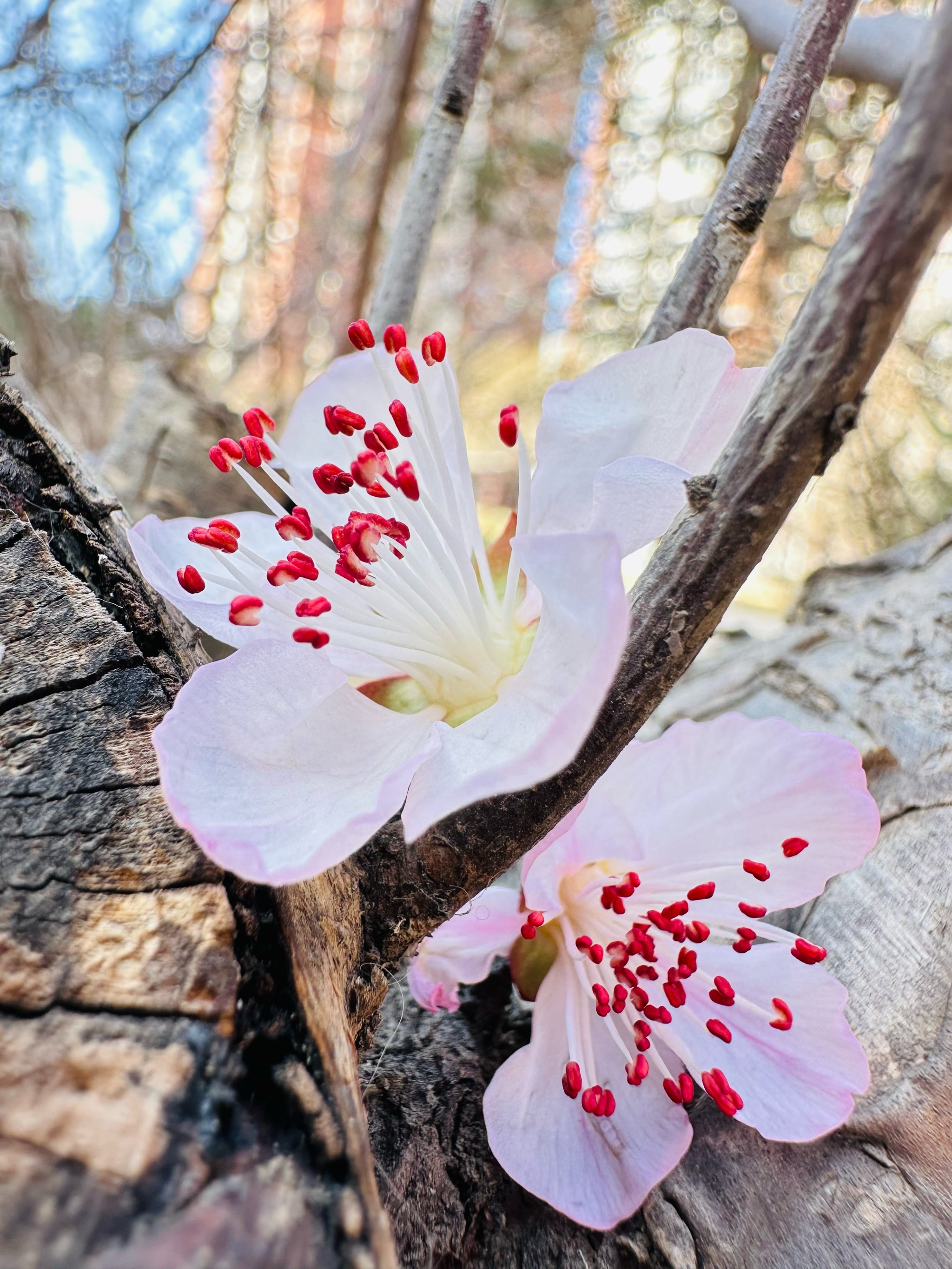 好看的花花图片图片