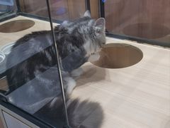 -袖虎·猫馆(体育西路店)