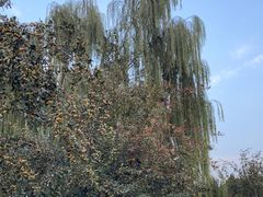 -元大都城垣遗址公园