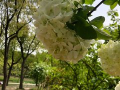 -昆山城市生态森林公园