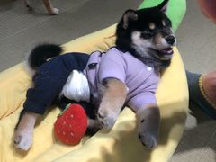 -逗柴咖啡屋·狗咖猫咖宠物桌游