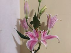 -双季花艺园艺市场(浦东店)