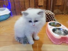 -龟与熊猫宠物公园(南坪店)