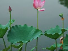 -莲花池公园