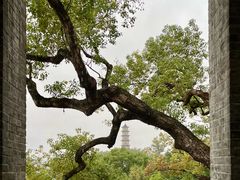 -江心屿景区