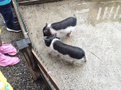 -前小桔亲子创意农场·草莓采摘·露营烧烤