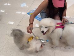 -帕帕拉兹宠物(亚洲旗舰店)