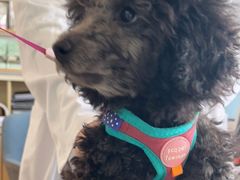 -宠颐生·恒爱宠物医院(静海店)