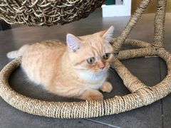 -飞行喵MR PILOT|猫舍·猫咖(静安大融城店)