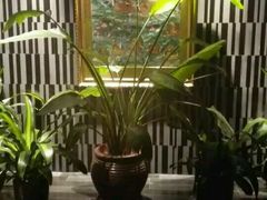-张博士茗茶馆(外滩店)